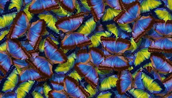 青と黄色の抽象的な質感の背景 モルフォ 蝶の翼 モルフォ 明るい青と黄色の蝶の飛行抽象的な背景 — ストック写真
