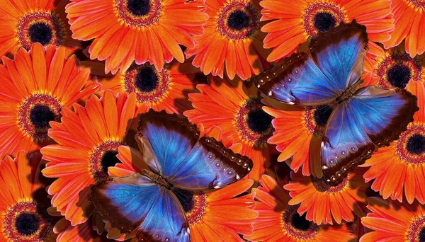 Яскравий Літній Фон Сині Тропічні Морфо Метелики Яскраво Оранжевих Квітках — стокове фото