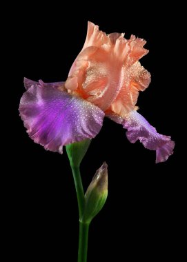 Çiyin içindeki renkli iris çiçeği siyahın üzerine düşer.. 