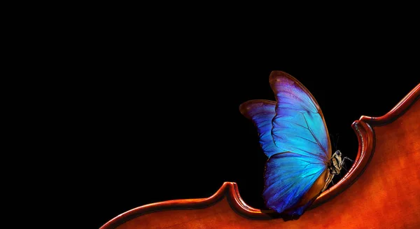 Violino Isolato Primo Piano Nero Bella Farfalla Blu Morpho Sul — Foto Stock