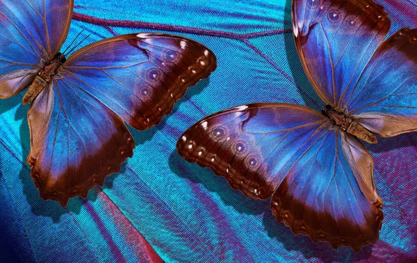 Bunte Blaue Morpho Schmetterlinge Auf Dem Hintergrund Eines Tropischen Schmetterlingsflügels — Stockfoto