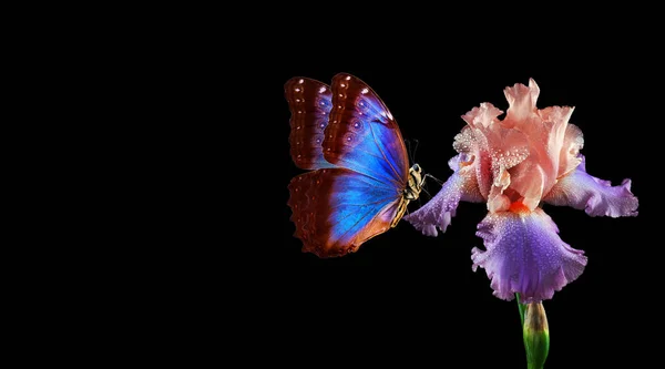 Schöne Blaue Morpho Schmetterling Auf Iris Blume Isoliert Auf Schwarz — Stockfoto