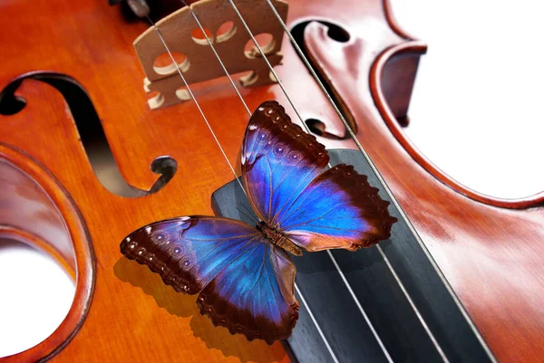 Blauer Schmetterlingsmorpho Auf Einer Geige Musikkonzept — Stockfoto