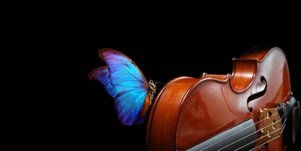ブラック クローズアップに隔離されたバイオリン 美しい青い蝶のバイオリンのモーフォ 音楽の概念 コピースペース — ストック写真