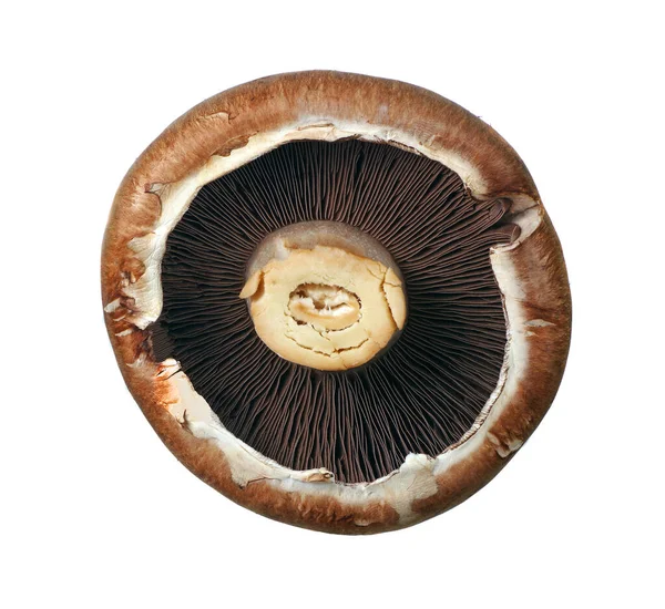 Champignon Gomba Izolált Fehér — Stock Fotó