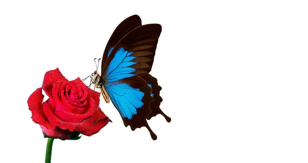 Яскраво Синій Улісс Метелик Червоній Троянді Краплі Води Ізольовані Білому — стокове фото