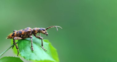 Yeşil yapraklı uzun boynuzlu böcek. Yaprağın üzerindeki renkli parlak böcek. Boşluğu kopyala