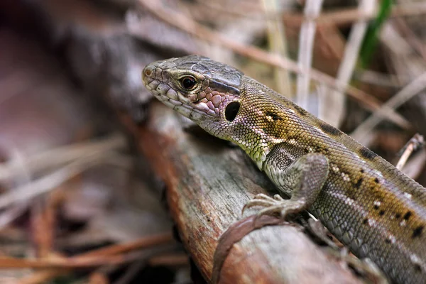 Lagarto Colorido Bosque Primer Plano —  Fotos de Stock