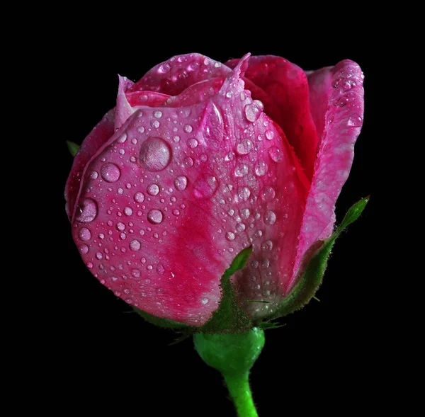 Pink Rose Bud Dew Drops Isolated Black — Stock Photo, Image