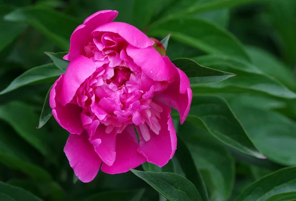 Peônia Rosa Colorido Florescendo Jardim — Fotografia de Stock