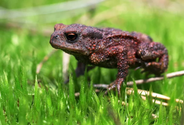 Jasně Barevná Žába Zeleném Mechu Zavřít — Stock fotografie