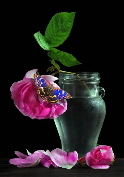 Martwa Natura Różą Motylem Spadająca Różowa Róża Szklanym Wazonie Jasnoniebieski — Zdjęcie stockowe
