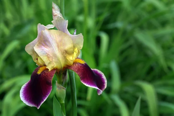 Iris Coloré Dans Jardin Fleurs Printanières Brillantes Gros Plan — Photo