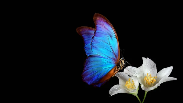 Голубая Тропическая Морфо Бабочка Жасминовых Цветах Каплях Воды Черном Копировальное — стоковое фото