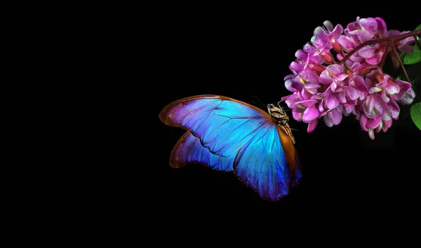 Яскраво Синій Тропічний Морфо Метелик Рожевих Квітках Акації Ізольовані Чорному — стокове фото