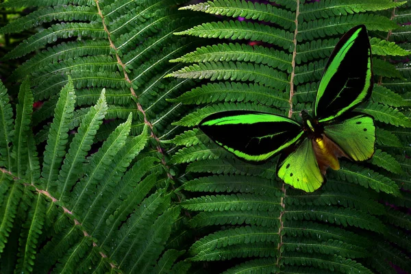 Fundo Tropical Colorido Borboleta Asa Pássaro Brilhante Folhas Samambaia Verdes — Fotografia de Stock