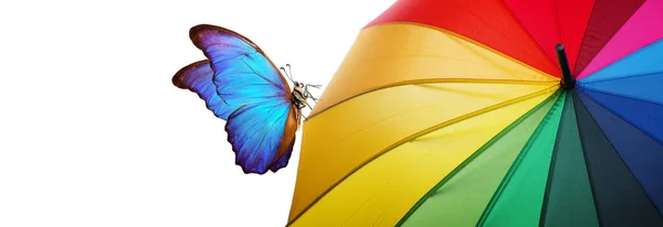 Farben Des Regenbogens Bunte Regenschirme Und Leuchtend Blaue Tropenmorpho Schmetterlinge — Stockfoto