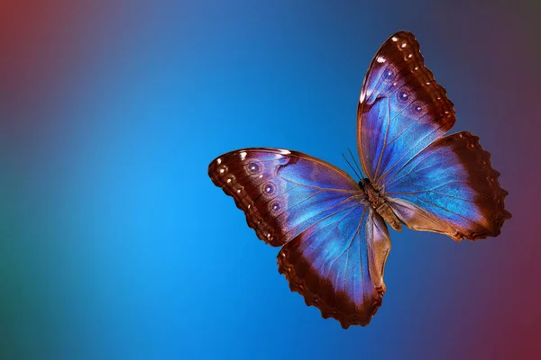 Ярко Голубая Тропическая Морфо Бабочка Абстрактном Размытом Фоне — стоковое фото