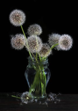 Bir buket kabarık karahindiba ve siyah vazo.