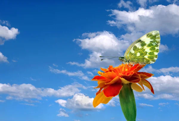 Brillante Farfalla Colorata Fiore Calendule Contro Cielo Blu Con Nuvole — Foto Stock