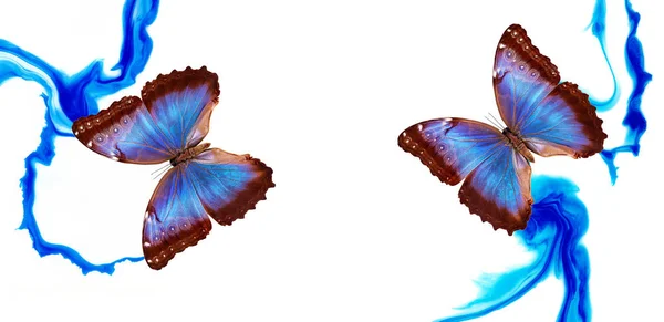Barevné Tropické Modré Morpho Motýlů Abstraktní Modré Barvy Skvrny Pozadí — Stock fotografie