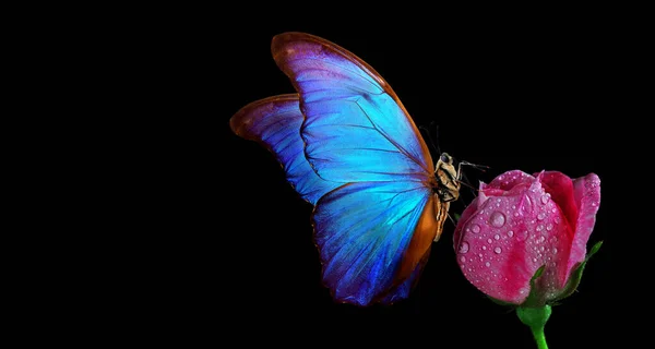 Klarblå Tropisk Morpho Fjäril Rosa Ros Vattendroppar Isolerade Svart — Stockfoto