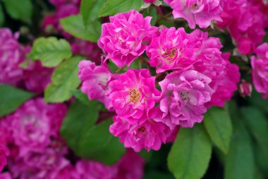 Dekoratif gülün çiçek açan dalı. pembe gül çiçekleri arka plan