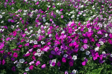 Bahçedeki petunya çiçeği tarhını kapatın.. 