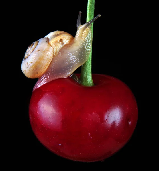 Healthy Ecological Natural Food Concept Small Snail Ripe Cherry — Stock Photo, Image
