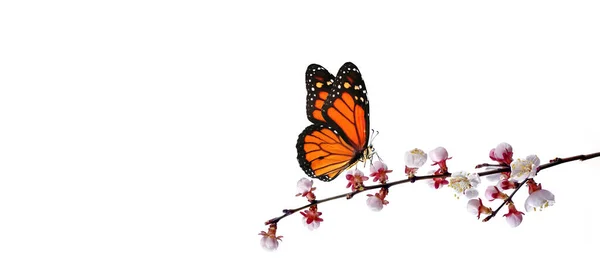 Colorful Monarch Butterfly Blooming Apricot Branch Isolated White — Stock Photo, Image