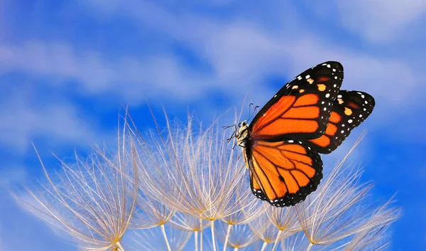 Mariposa Monarca Diente León Las Semillas Flor Del Diente León —  Fotos de Stock