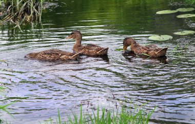 waterfowl. wild duck on the pond.