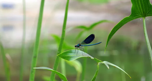 River Bright Blue Dragonfly Close — Stock Photo, Image