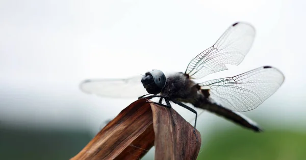 River Bright Blue Dragonfly Leaf — ストック写真