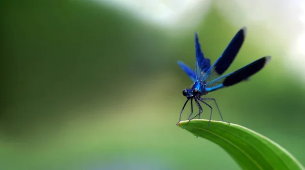 Río Azul Brillante Libélula Cerca —  Fotos de Stock