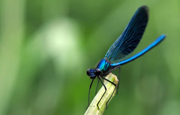 Río Azul Brillante Libélula Cerca —  Fotos de Stock