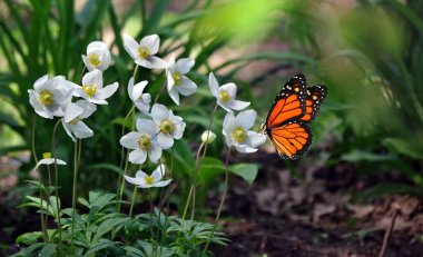 Güzel beyaz şakayık çiçekleri üzerinde renkli kral kelebeği