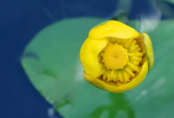 Жовта Водяна Лілія Річці — стокове фото