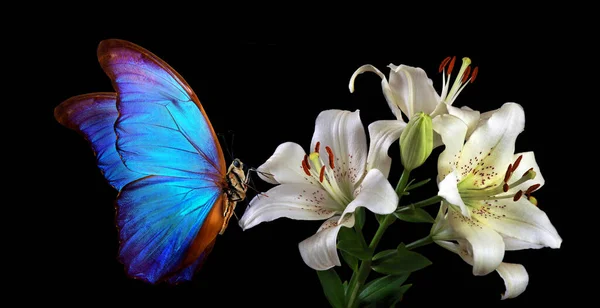 Parlak Mavi Tropikal Morpho Kelebeği Siyah Üzerine Izole Beyaz Zambak — Stok fotoğraf