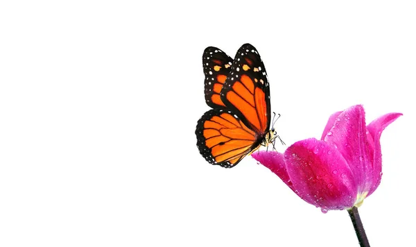 Барвисті Монархічні Метелики Квітах Тюльпанів Ізольовані Білому — стокове фото