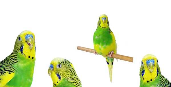 Budgerigars Isolado Fundo Branco Papagaios Ondulados — Fotografia de Stock