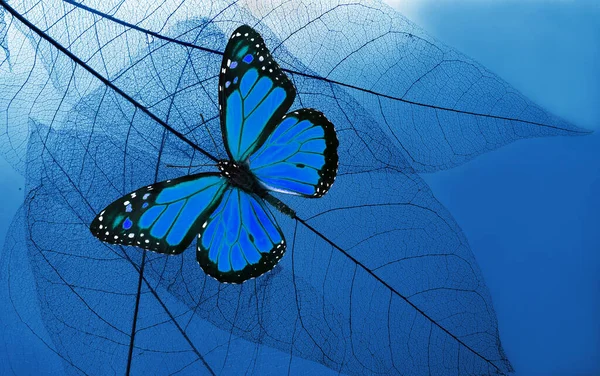 Φυσικό Μπλε Φόντο Φωτεινό Μπλε Τροπική Πεταλούδα Μονάρχη Και Σκελετωμένα — Φωτογραφία Αρχείου