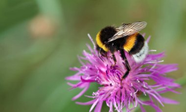 Mor devedikeni çiçeğinin üzerindeki renkli yaban arısı. Boşluğu kopyala