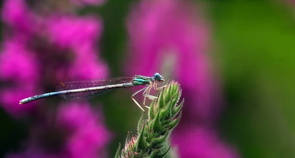 Libélula Río Una Flor Rosa Brillante —  Fotos de Stock