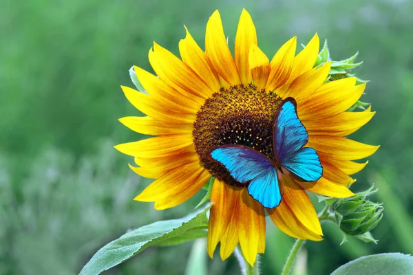 Mariposa Morfo Azul Brillante Sentada Sobre Girasol Mariposa Una Flor — Foto de Stock