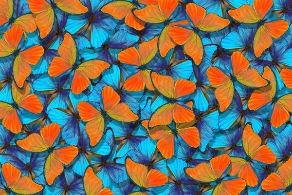 Schmetterlinge Morpho Flug Der Leuchtend Blauen Und Orangen Schmetterlinge Abstrakter — Stockfoto