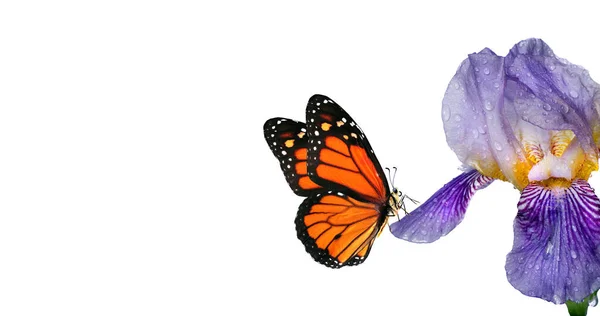 五彩缤纷的橙色王蝶 缀在蓝色的虹膜上 缀在水中 滴落在白色上 复制空间 — 图库照片