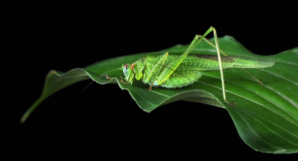 Bright Green Locust Leaf Isolated Black — Stock Photo, Image