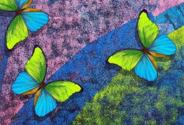 Renkli pastel arka planda renkli morpho kelebeği. Sarı ve mavi kelebek.