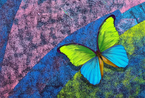 多色のパステルカラーの背景にカラフルなモーフ蝶 黄色と青の蝶 — ストック写真